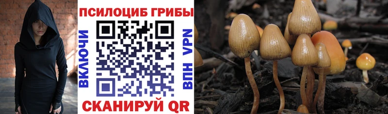 Галлюциногенные грибы Psilocybine cubensis  Южно-Сухокумск 